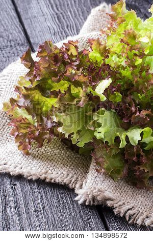 Fresh crispy lettuce and Lollo Rossa on sacking. The source of vitamins and minerals detox diet health or vegetarian food concept. Vertical