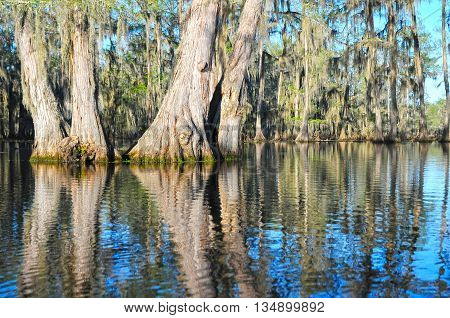A group of ancient Bald Cypress in a beautiful Louisiana swamp