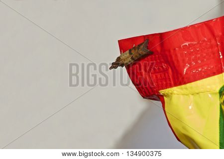 A close up photo of an Indian Meal Moth