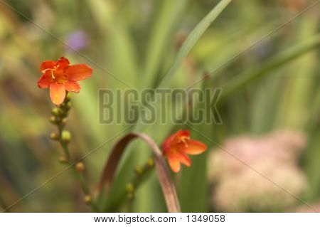  Fiore rosso selvaggio