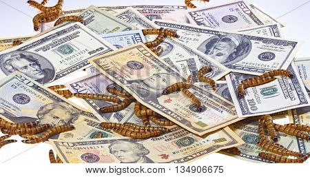 Economic crisis concept with money and worms, closeup background