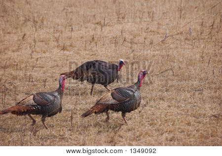 Wild Türkiye