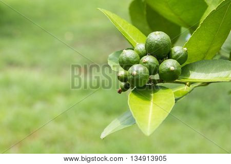 Green limes hanging on the tree. Lime tree.