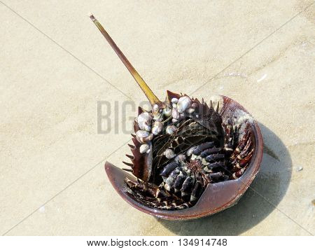 Horseshoe crab on the South Bethany Beach in Delaware 8 May 2016 Usa