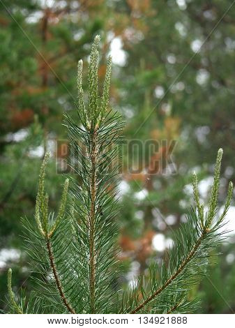Young shoots of Pinus sylvestris in Yakutia