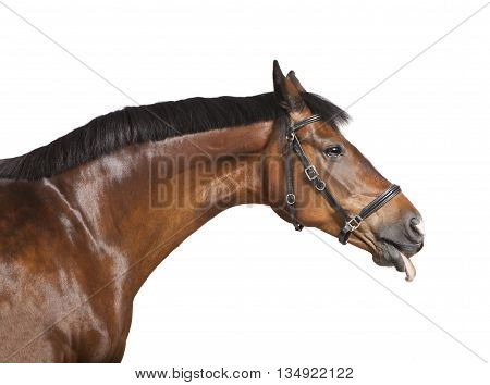 Horse His Tongue Out