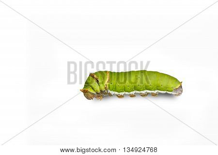Catepillar of lime Butterfly ( papilio demoleus ) on white