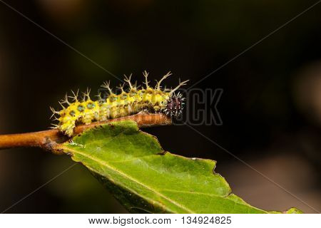 Mature Caterpillar Of Colour Segeant Butterfly Before Transform To Larva
