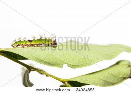 Caterpillar Of Colour Segeant Butterfly In Latest Instar