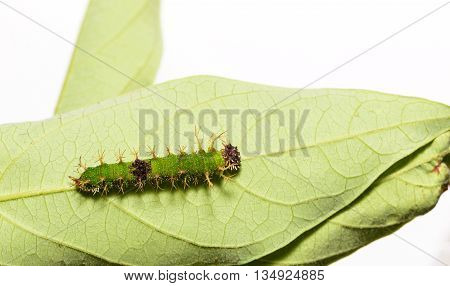Caterpillars Of Colour Segeant Butterfly In Latest Instar
