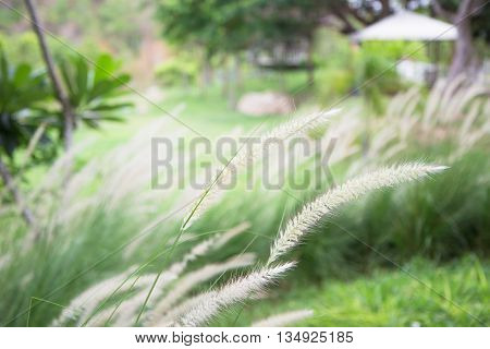 Soft Focus of Feather Pennisetum background field of grass with morning warm tone and vintage