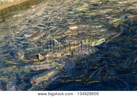 run of many salmon for spawning in river if Sakhalind island