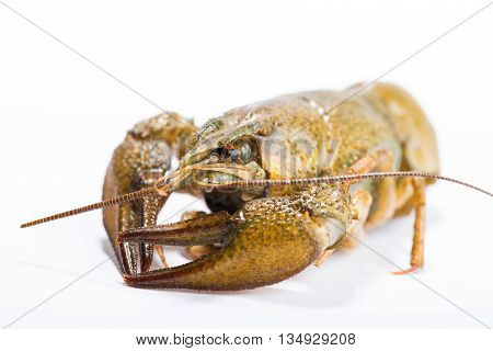 Crayfish on a white background. Crayfish isolated on white
