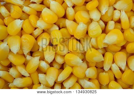 Sweet Little corn in very bright yellow