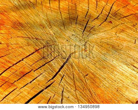 Wood texture on tree stump in deciduous forest after wood exploitation