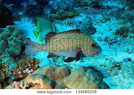 Harlequin Sweetlips (Plectorhinchus Chaetodonoides)  at Komodo Indonesia