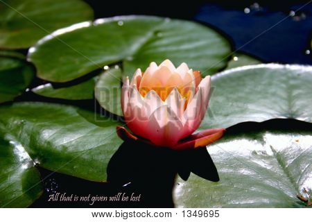 2Lotus