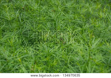 Coreopsis verticillata is a North American species of tickseed in the sunflower family.