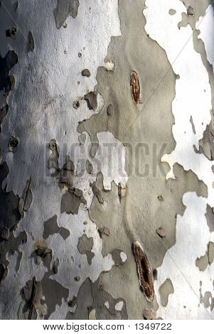 Birke-Baum-Detail