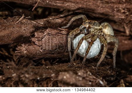 A female wolf spider with egg sac
