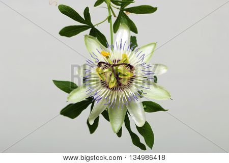 Beauty white blue passion flower Passiflora caerulea