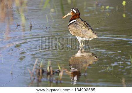 Painted snipe female walking in shallow water hunting for insects