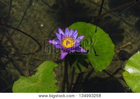 Mysterious water lilies on the lake surface