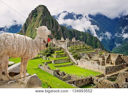 Lama in Machu Picchu Peru. UNESCO World Heritage Site