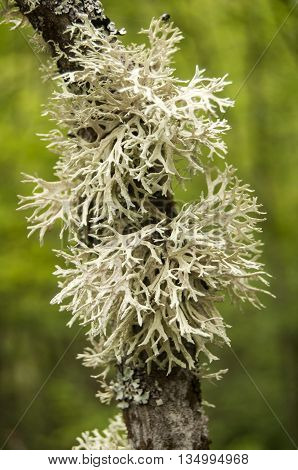 Iceland moss on tree branch closeup on green background