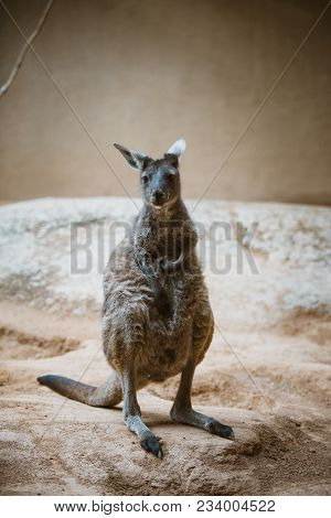 A Funny Adult Kangaroo Animal Of Gray Color Stands On Its Hind Legs And Looks At The Camera In A Zoo