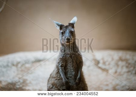 A Funny Adult Kangaroo Animal Of Gray Color Stands On Its Hind Legs And Looks At The Camera In A Zoo