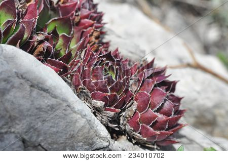 Sempervivum Tectorum,common Houseleek, - Perennial Plant Growing In Flower Pot. Sempervivum In Natur