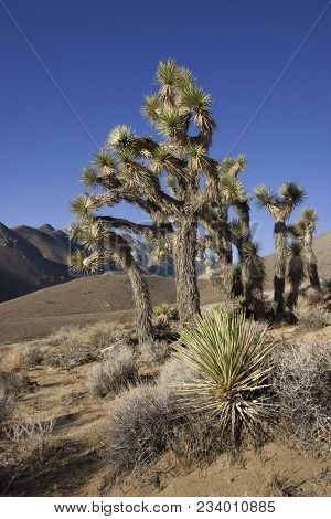Many Large Yucca In The Sierra Nevada Mountains, California, Usa. The Sierra Nevada Is A Mountain Ra