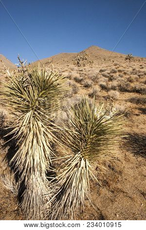 Many Large Yucca In The Sierra Nevada Mountains, California, Usa. The Sierra Nevada Is A Mountain Ra