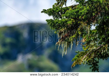 Close Up Branch Of Pine Tree With Blurred Mountains In Background