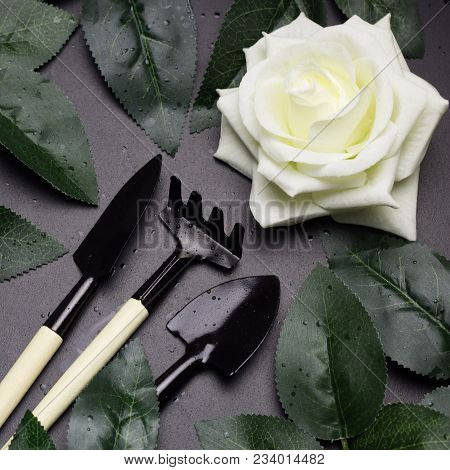 Top View Gardening Tools , Whiterose, Green Rose Leaves