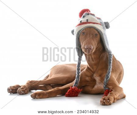 male pharoah hound wearing winter hat on white background