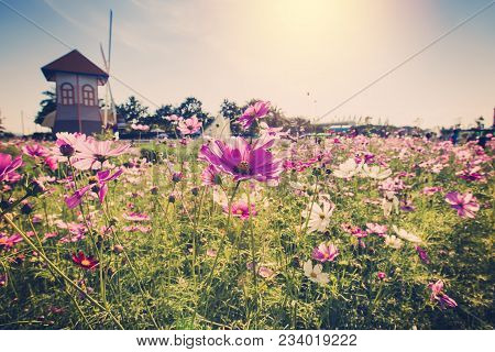 Field Cosmos Flowre And Sunset With Vintage Tone.
