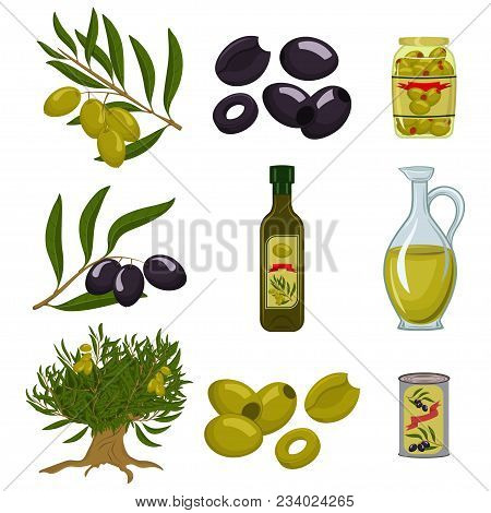 Black And Green Olives Are Whole And Sliced, Branch, Tree, Olive Oil In A Glass Bottle And Jug And C
