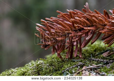 Red Fir Branch. Autumn In The Park.