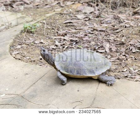 Big Turtle At Vietnam National Park, Vietnam