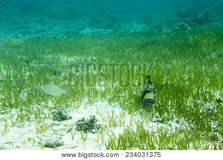 Big Balistidae Marine Fish In Togian Island, Close To Sulawesi, Indonesia