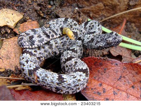 Bandas de Rock de cascabel, Crotalus lepidus klauberi