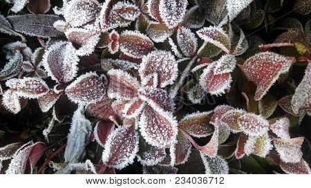 Leaves Covered With Frost Or Radiation Frost. The Autumn Colors Are Red And Green With The Dust Of I