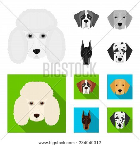 Muzzle Of Different Breeds Of Dogs.dog Of The Breed St. Bernard, Golden Retriever, Doberman, Dalmati