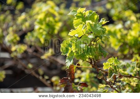 Lanzarote Vineyards Build On Lava, La Geria Wine Region, Malvasia Grape Vine In Winter