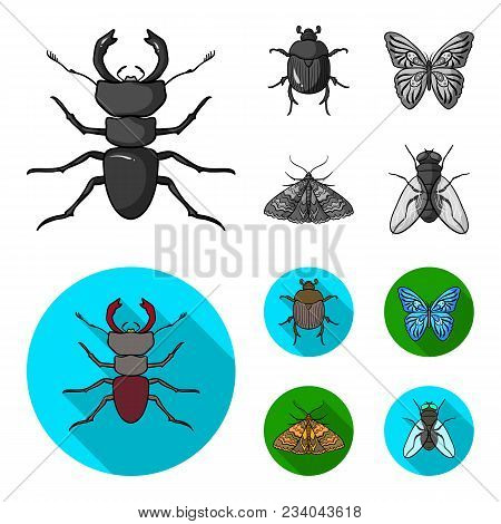 Wrecker, Parasite, Nature, Butterfly .insects Set Collection Icons In Monochrome, Flat Style Vector 