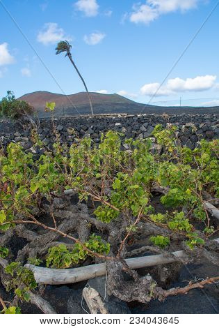 Lanzarote Vineyards Build On Lava, La Geria Wine Region, Malvasia Grape Vine In Winter