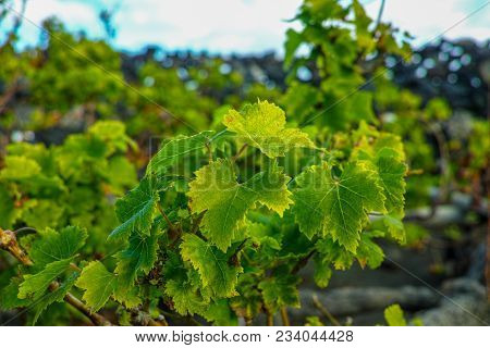 Lanzarote Vineyards Build On Lava, La Geria Wine Region, Malvasia Grape Vine In Winter