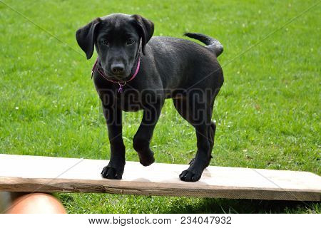 Black Dog Puppy Struts Over Obstacle - Close-up Labrador Puppy In Dog School